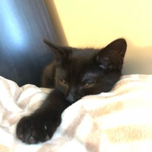 Meet your Posher, Destiny